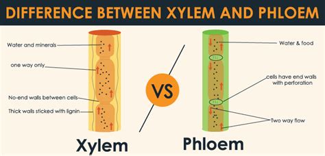 How to tell the difference between xylem and phloem. Difference Between Xylem And Phloem | Simplified In ...
