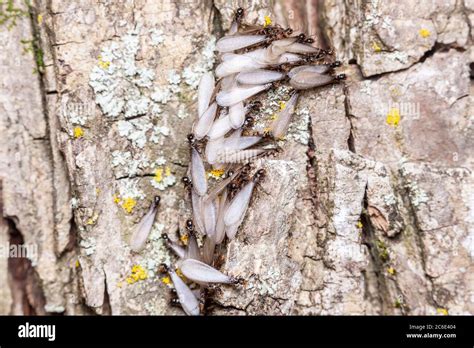 Swarming Eastern Subterranean Termite Reticulitermes Flavipes Alates
