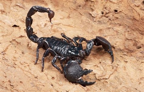 How Poisonous Are Emperor Scorpions What Does A Scorpion Eat