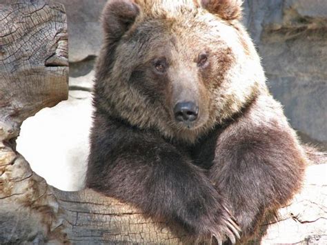 Grizzly Bears Photos Barnorama