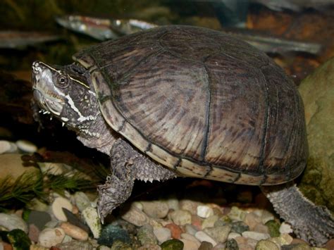 Eastern Musk Turtle Pender County Reptiles · Biodiversity4all