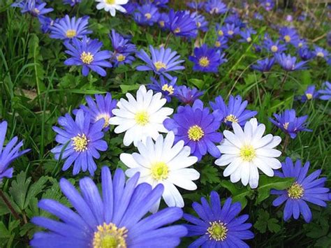 White And Purple Daisy Flowers