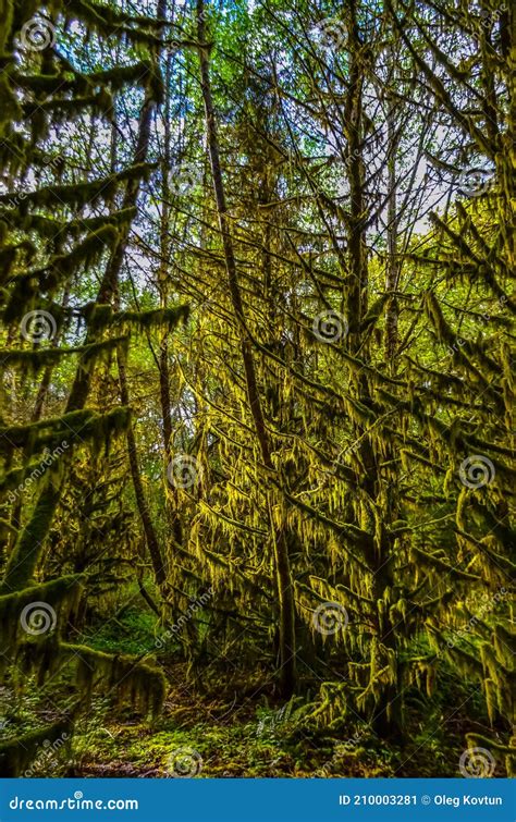 Epiphytic Plants And Wet Moss Hang From Tree Branches In The Forest In