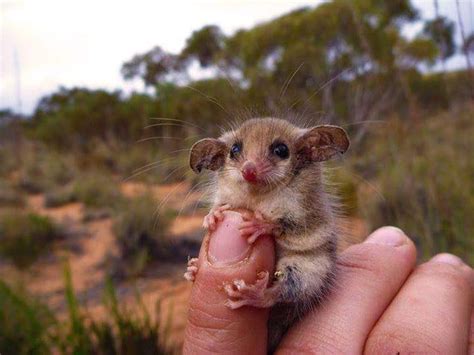 Meet A Mountain Pygmy Possum From Australia Raww