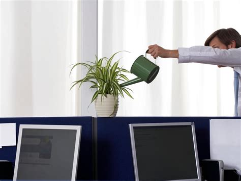 Add Plants To Your Office Cubicle Hgtv