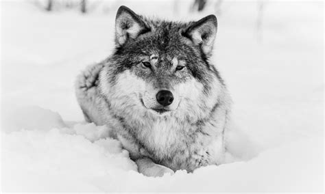 Cool wolf hintergrundbilder light wrpaet cool animal. Die 84+ Besten Wolf Hintergrundbilder