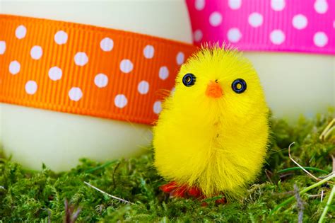 Yellow Easter Chick Free Stock Photo Public Domain Pictures
