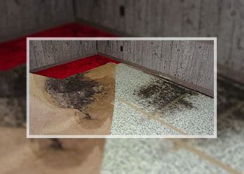 Why mold is dangerous/toxic mold is hazardous in various ways, but mostly because it produces and disperses mycotoxins into the atmosphere. How to Deal with Black Mold on Carpet | Mold Cleans