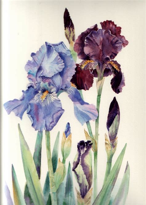 Ann Mortimers Painting Blog Irises I Have Known And Loved Botanical