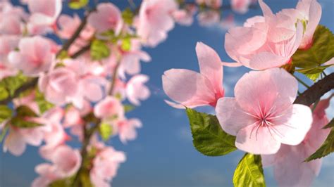 Перевод слова blossom, американское и британское произношение, транскрипция, словосочетания, однокоренные слова, примеры использования. ABzHProd 3D Model Japan Cherry Blossom Tree Wind Tutorial - YouTube