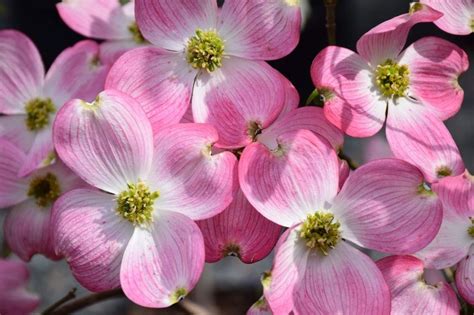 The arching branches gracefully hang to the ground, creating a spectacular form. Related image | Spring flowering trees, Pink dogwood, Dogwood
