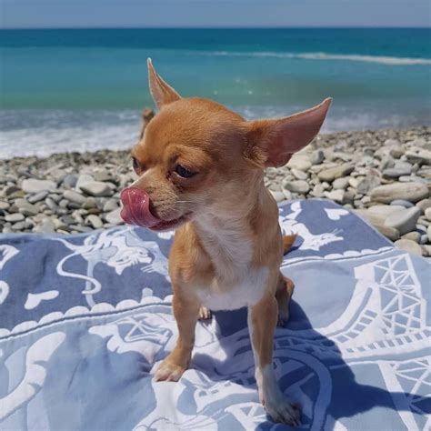 Meet 15 Of The Cutest Chihuahuas In The World Page 3 Of 6 The Dogman