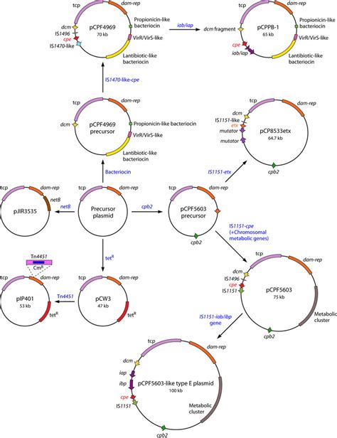 Model For Evolution Of Characterized C Perfringens Toxin Plasmids See