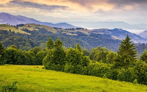 Green Meadows And Forest Of The Carpathians Stock Image Image Of