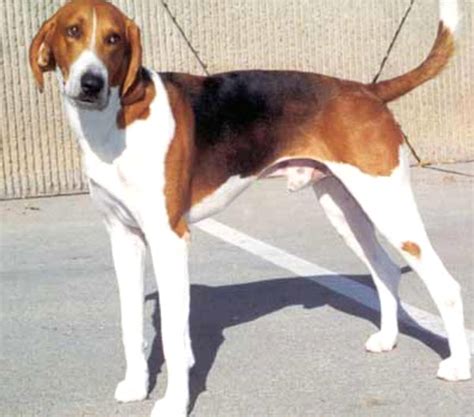 American Foxhound Dog Characteristics Origin And Lifespan