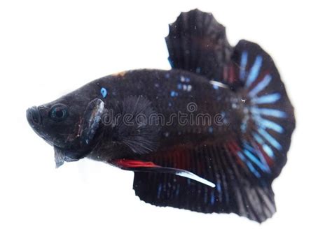 Black Blue Betta Fish Close Up Stock Photo Image Of Flower Black
