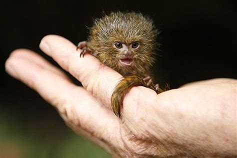 Amazing Earth Pygmy Marmoset Cute Little Animals Tiny Monkey