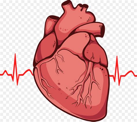 Diagram Heart Drawing Anatomy Clip Art Human Heart Png Download 502