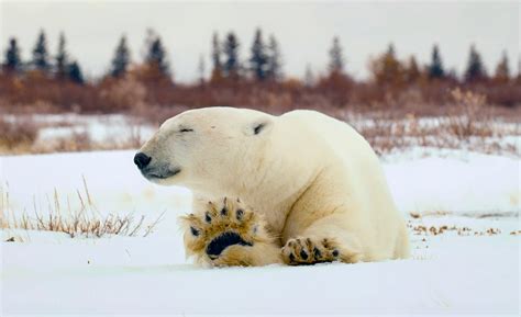Polar Bears Likely To Go Extinct By End Of Century Due To Global