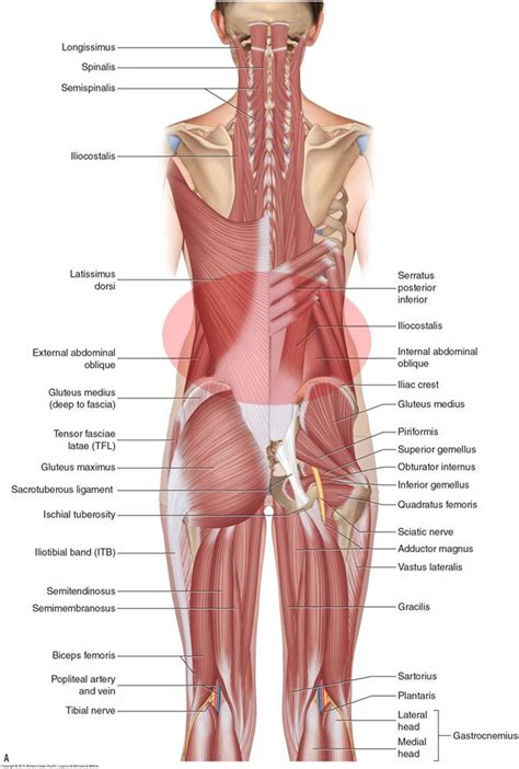 Muscle Anatomy Of The Shoulder
