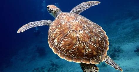 Discover The Worlds Largest Sea Turtle Ever A Z Animals