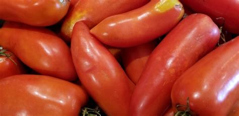 The legendary jersey tomato, introduced in 1934, is a cross between j.t.d. Tomato 'Jersey Devil' Seeds - Tomatoes | Garden Hoard ...