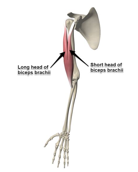 The Biceps Brachii Muscle Its Attachments And Actions Yoganatomy
