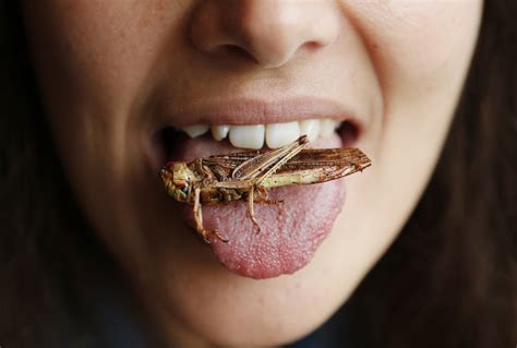 Photo Story Insect And Lizard Diet Could Save The World