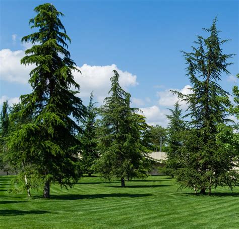 Cedar Deodar For Sale Buying And Growing Guide