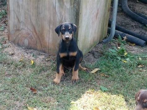 Mum lives with me so can be seen, mum is black and tan, dad is a chocolate and tan.(dad was a stud). doberman puppies for Sale in Elkton, Virginia Classified ...