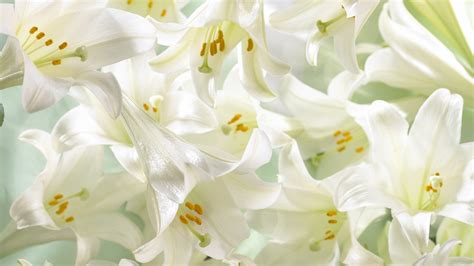 🔥 46 Easter Lilies Wallpaper Wallpapersafari