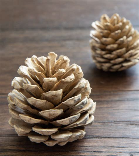 You Searched For Pine Ones Everyday Laura Bleach Pinecones Pine