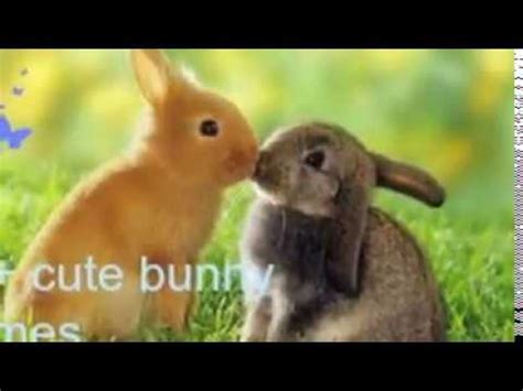 I picked the name hopps for my bunny and i love it all of my family got used to the name already. 60+ Cute Bunny Names - YouTube
