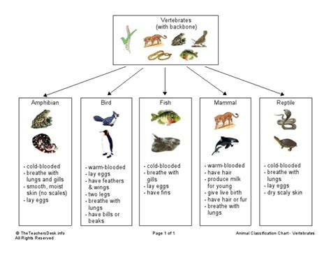 Animal Classification Chart - Vertebrates