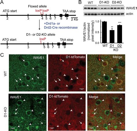 Wave1 In Neurons Expressing The D1 Dopamine Receptor Regulates Cellular