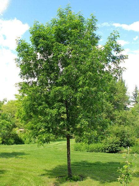 Ash Tree Ryno Lawn Care Llc