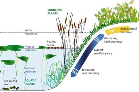 23 Floating Aquatic Plants Diagram