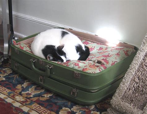 Il Gat To Sell Va Tee Ko Vintage Suitcase Cat Bed