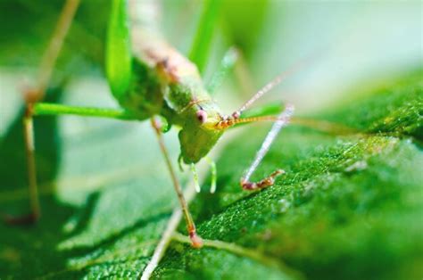 Premium Photo Bug On A Green Leaf Macro