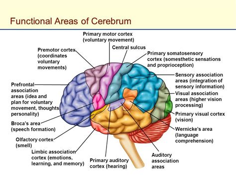 Functional Areas Of Cerebrum Brain Anatomy Human Anatomy And