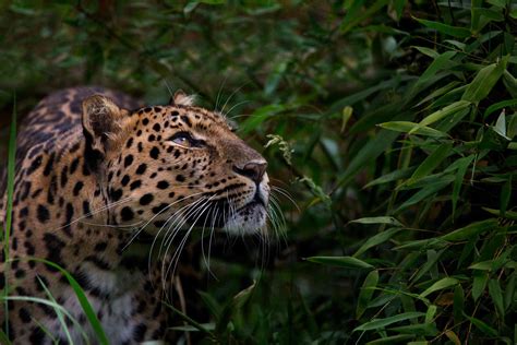 Amur Leopard Facts