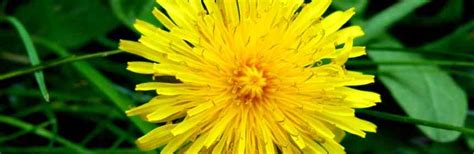 The Dandy Dandelion Symbol Of Summer Fables And Flora