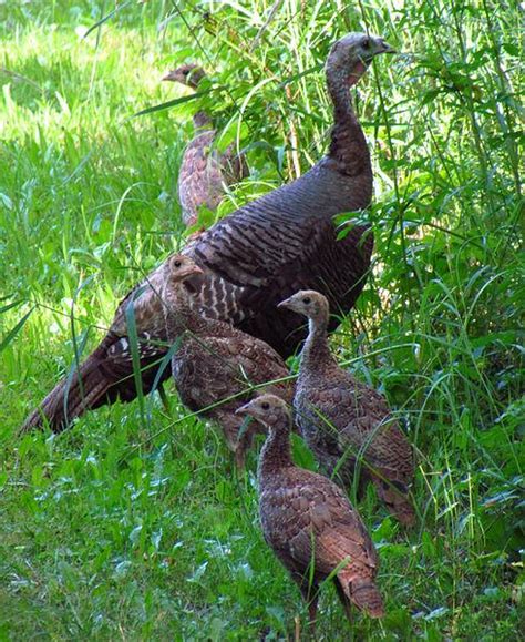 Count Turkeys In August Outside My Window