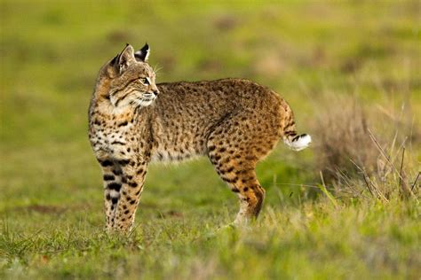Bobcat Photo Tour In Northern California Cat Expeditions