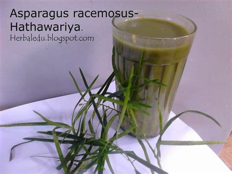 Asparagus Racemosus Hathawariya හාතවාරිය Herbal Plants Of Asia