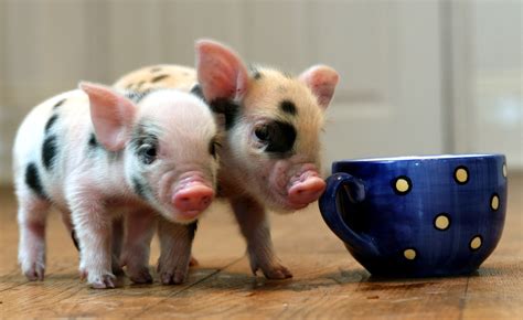 Adorable ‘teacup Pigs Are Latest Hit With Brits