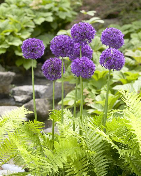 Purple Sensation Best Flower Bulbs
