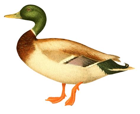 8 Duck Images Mallards And More The Graphics Fairy