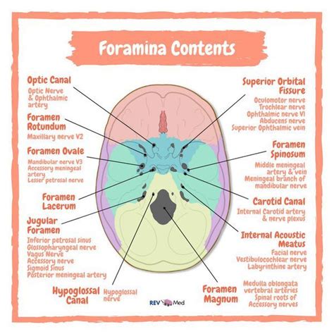 Contents Of The Cranial Foramina Dentistry Student Medical Anatomy