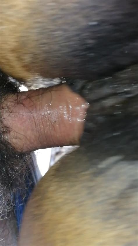 Horse Porn Zoo Tube 1